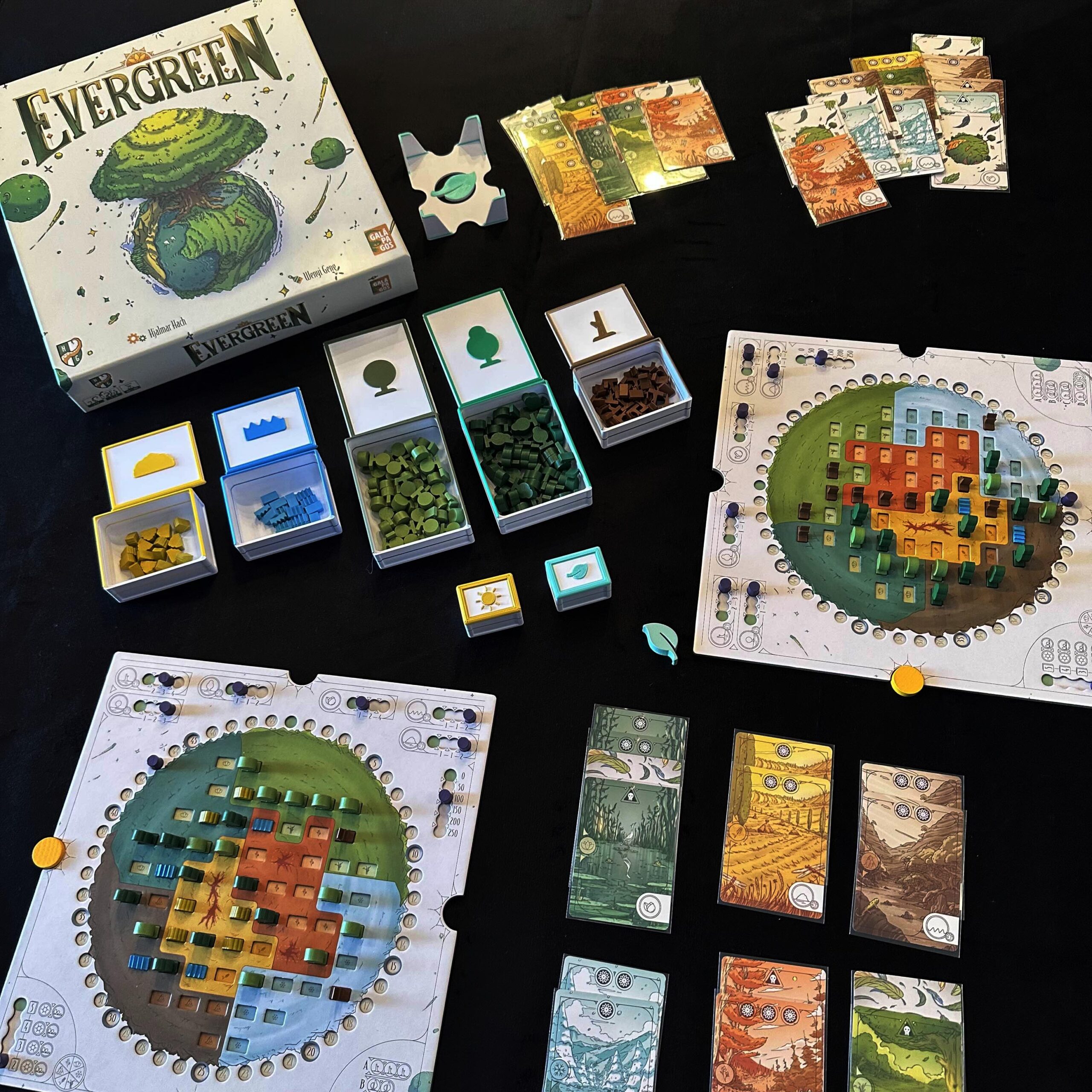 Insert – Evergreen - Galeria